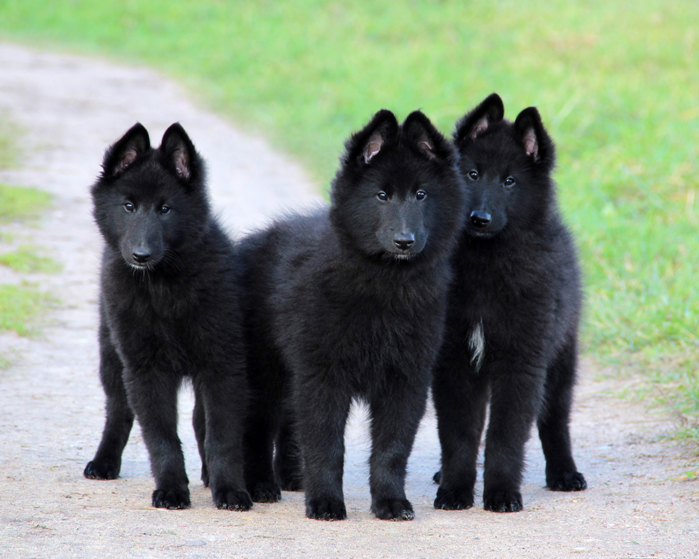 Puppies | Belgų aviganiai GROENENDAEL